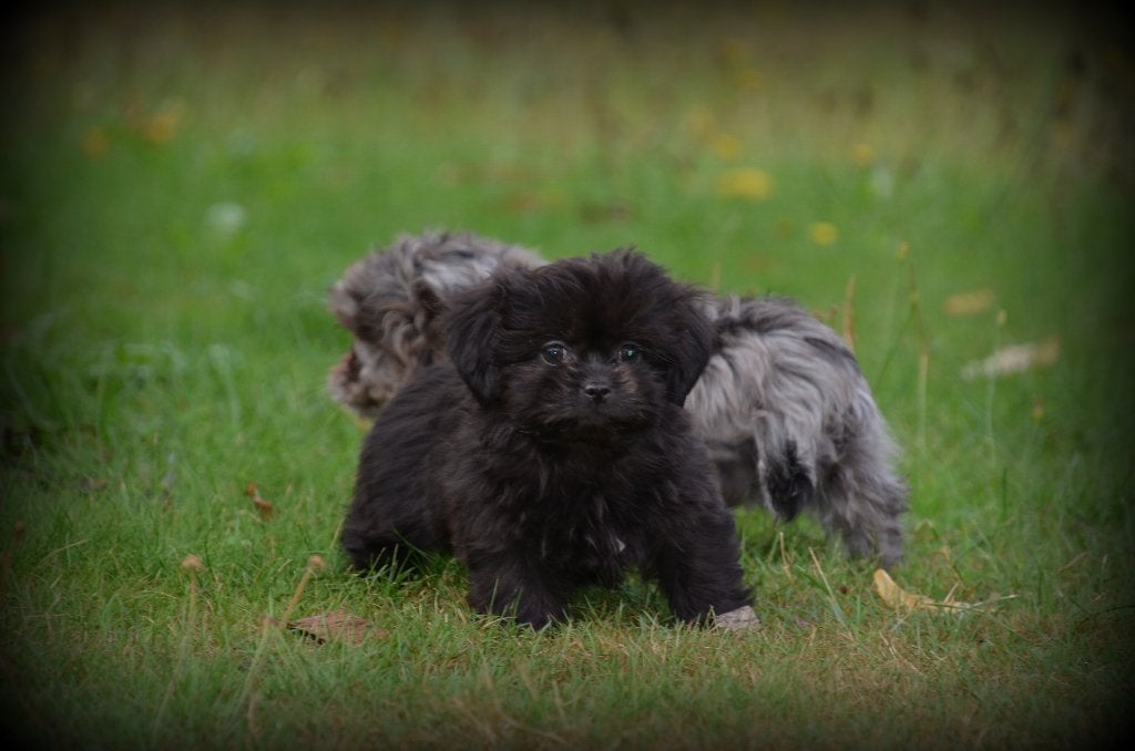 Boomer pups, Dieren en Toebehoren, België, Maltezer, CDV (hondenziekte), 8 tot 15 weken