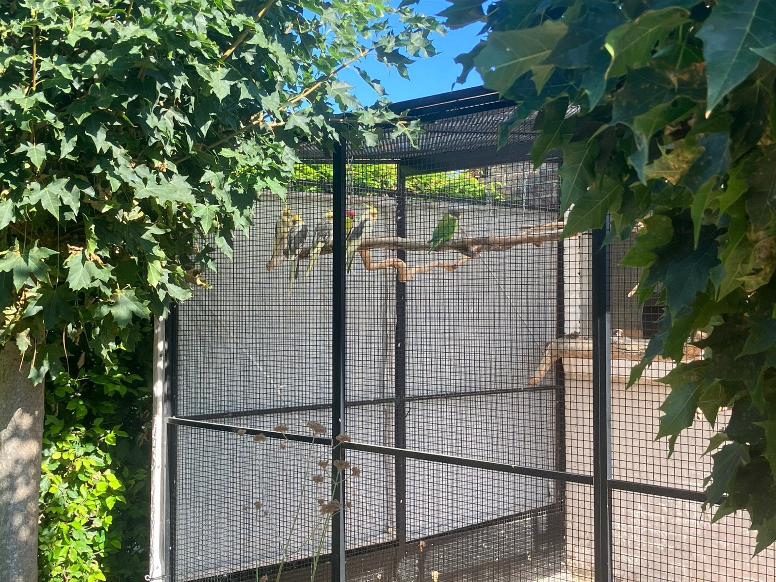 Zeer ruime en stevige voliere Ideale vogelvlucht, Dieren en Toebehoren, Ophalen, Gebruikt, Aluminium, Volière