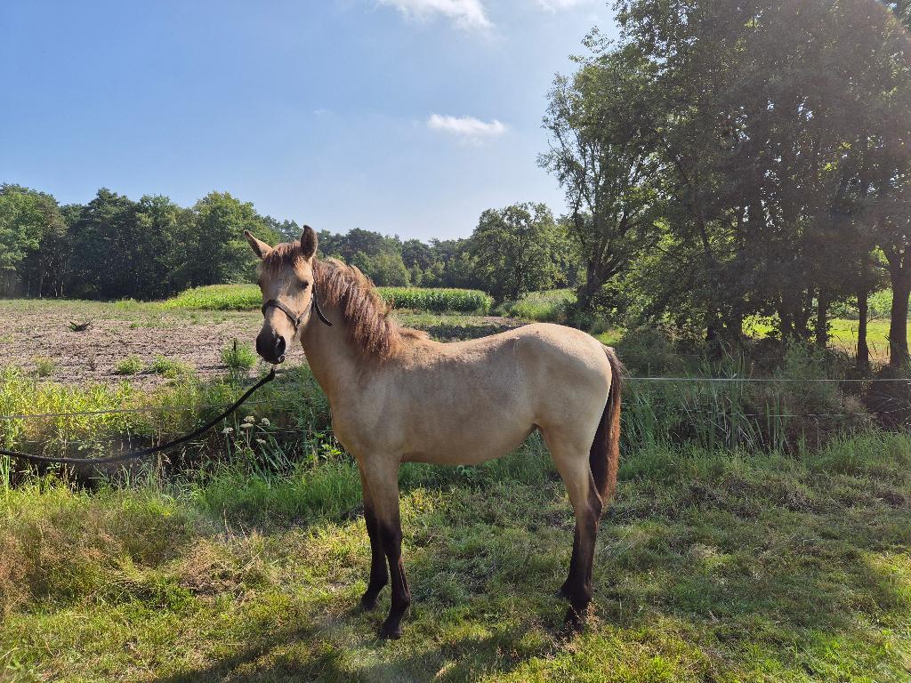 Lief paardje, Dieren en Toebehoren, Merrie