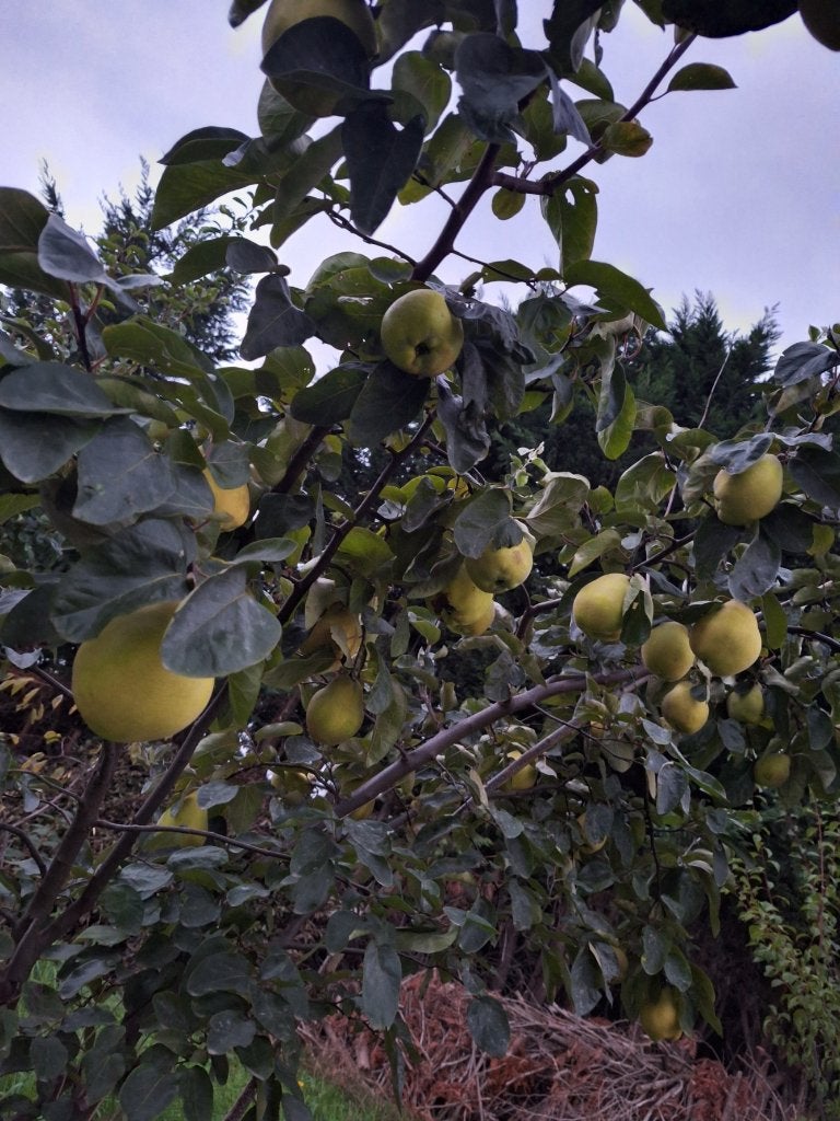 pomme de coing bio 5 kg - 10€, Divers, Enlèvement