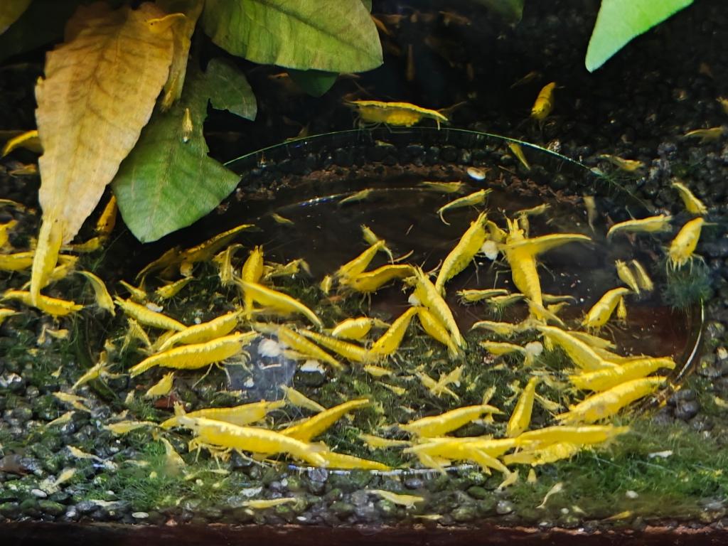 Yellow backline sakura garnalen, Kreeft, Krab of Garnaal, Zoetwatervis, Schoolvis