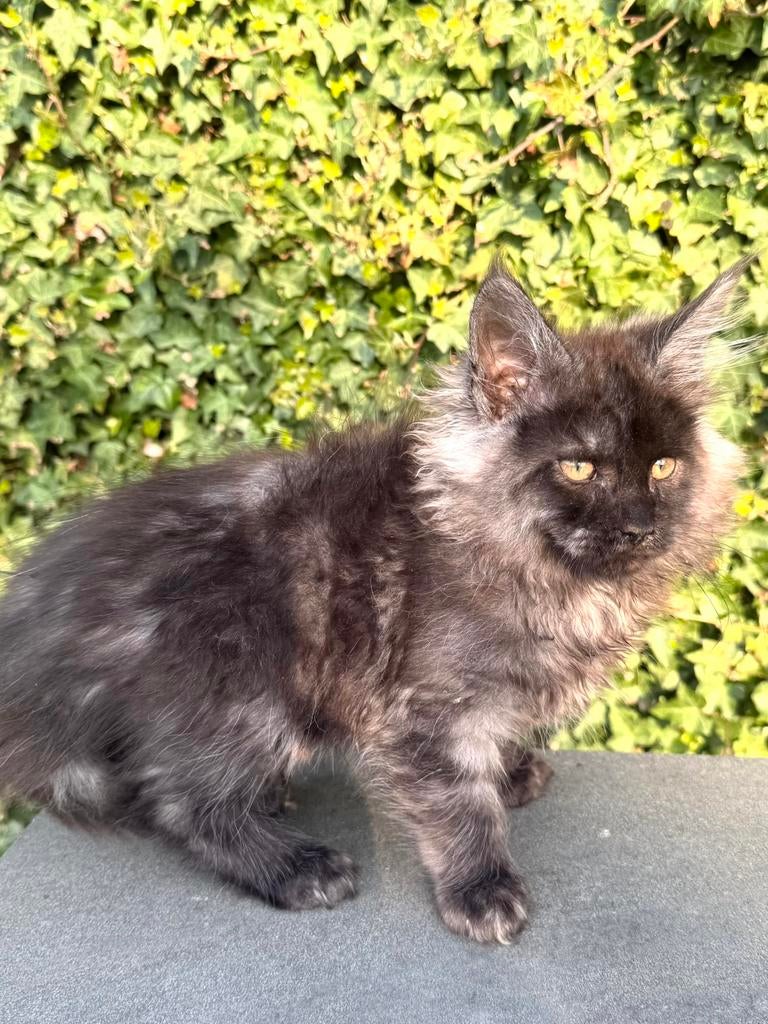 Black Smoke  Maine Coon katertje  . GERESERVEERD ❗️, Dieren en Toebehoren, Katten en Kittens | Raskatten | Langhaar, Kater, 0 tot 2 jaar