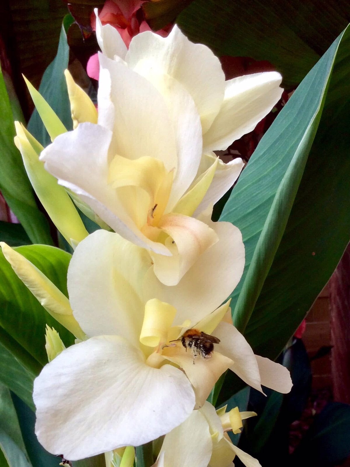 Canna Alaska, Tuin en Terras, Ophalen, Vaste plant, Overige soorten