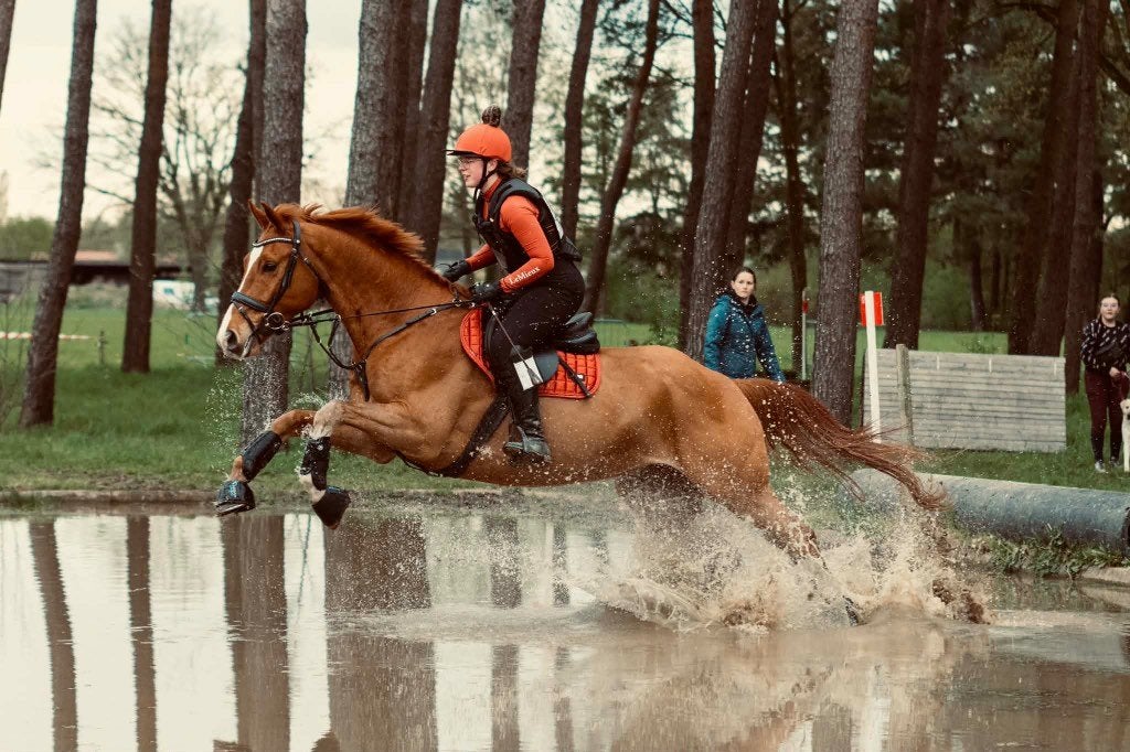 11 jarige ruin, Dieren en Toebehoren, Springpaard, Ruin, 11 jaar of ouder, 165 tot 170 cm