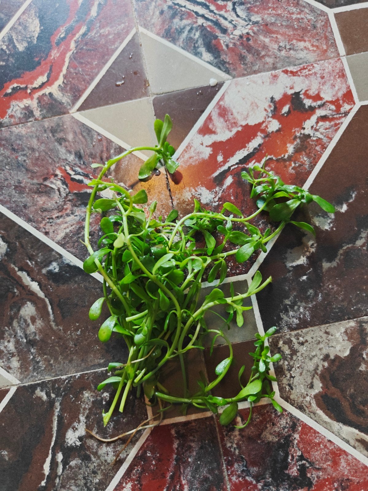 Bacopa monnieri, Dieren en Toebehoren, Ophalen of Verzenden, Inclusief planten, Zo goed als nieuw, Decoratie
