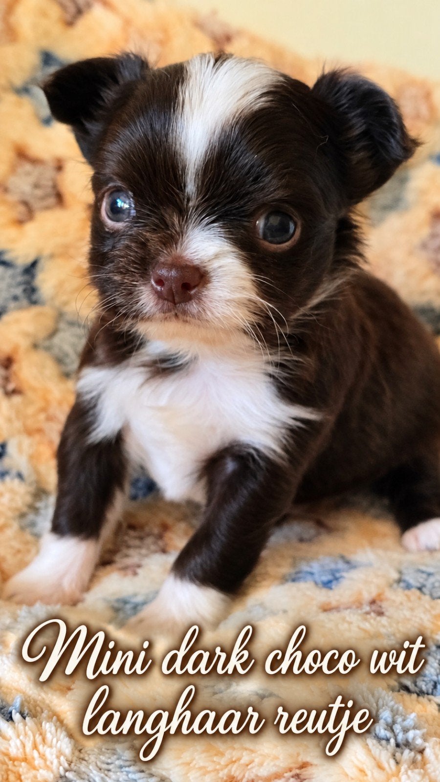Prachtige Langharige chihuahua pups, België, Fokker | Hobbymatig, CDV (hondenziekte), 8 tot 15 weken