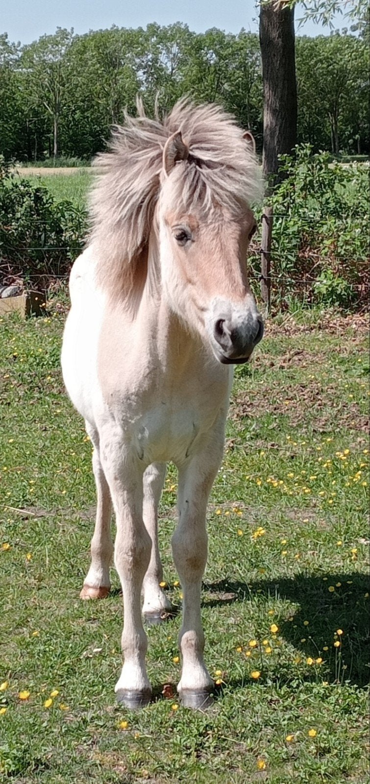 fjord 🩵, Dieren en Toebehoren, Paarden, Hengst, Ontwormd