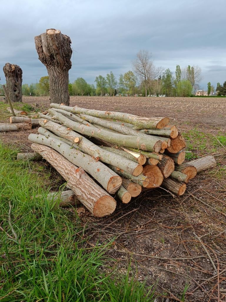 Vers wilgenhout, 6 m³ of meer, Ophalen, Overige houtsoorten, Takken