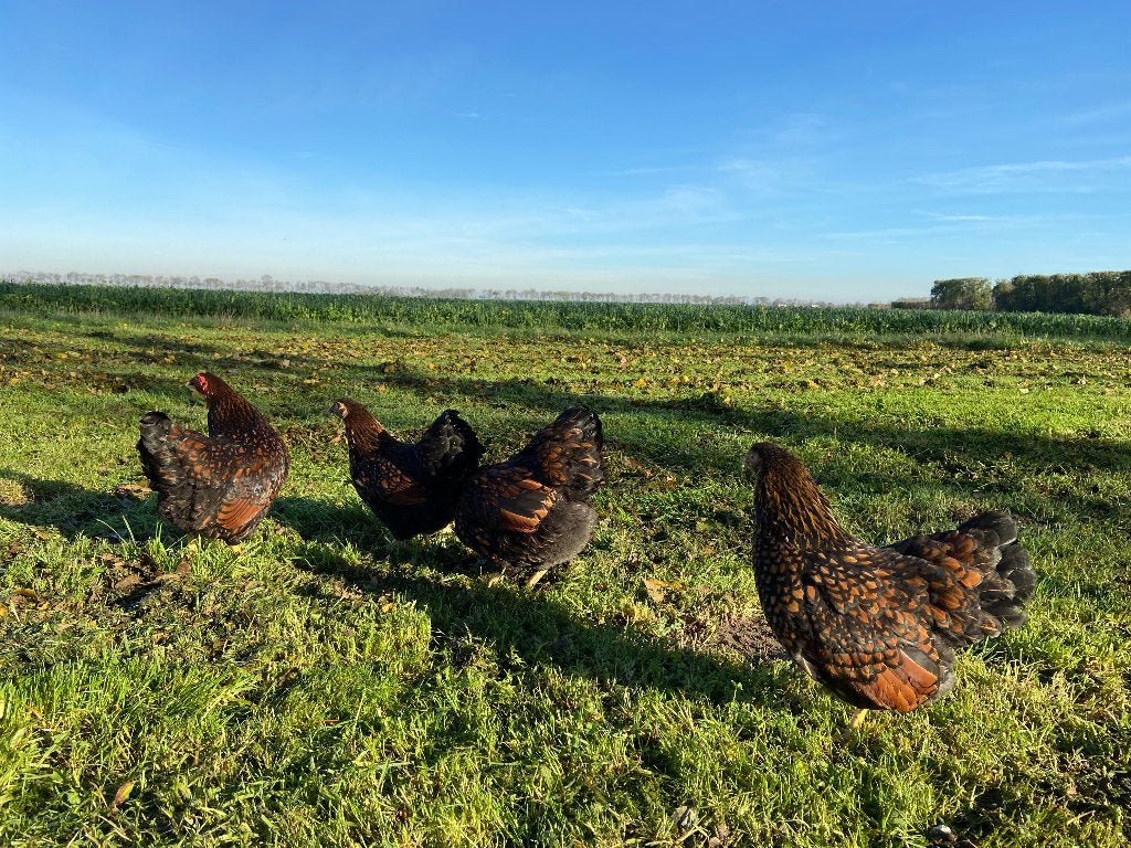 Jonge Wyandotte kriel Goud Zwart gezoomd gesekst en ingeënt, Dieren en Toebehoren, Pluimvee, Vrouwelijk, Kip