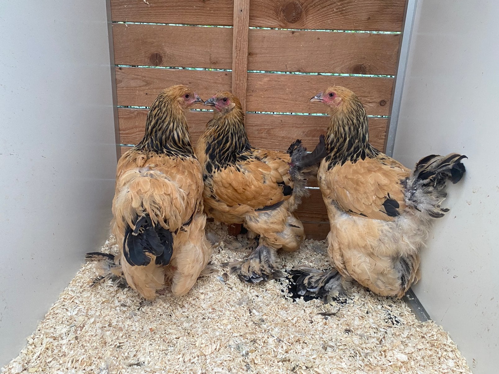 3 brahma buff zwart columbia hennen, Dieren en Toebehoren, Pluimvee