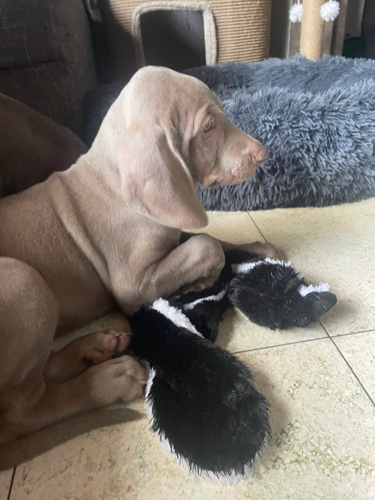 2 Weimaraner puppies teefjes, België, Fokker | Hobbymatig, Overige rassen, 8 tot 15 weken