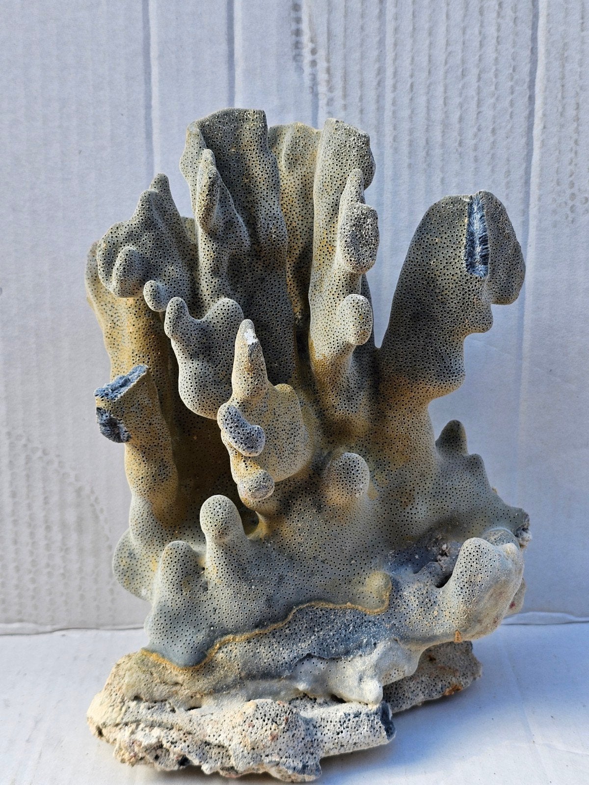 blauw koraal, Verzamelen, Ophalen of Verzenden