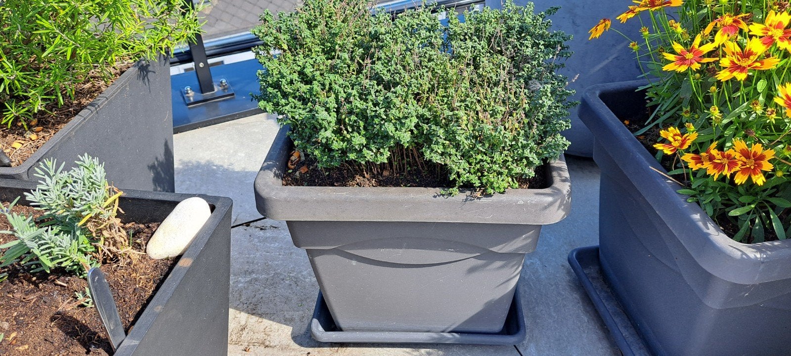 thym citronné dans un grand pot de fleurs, Enlèvement