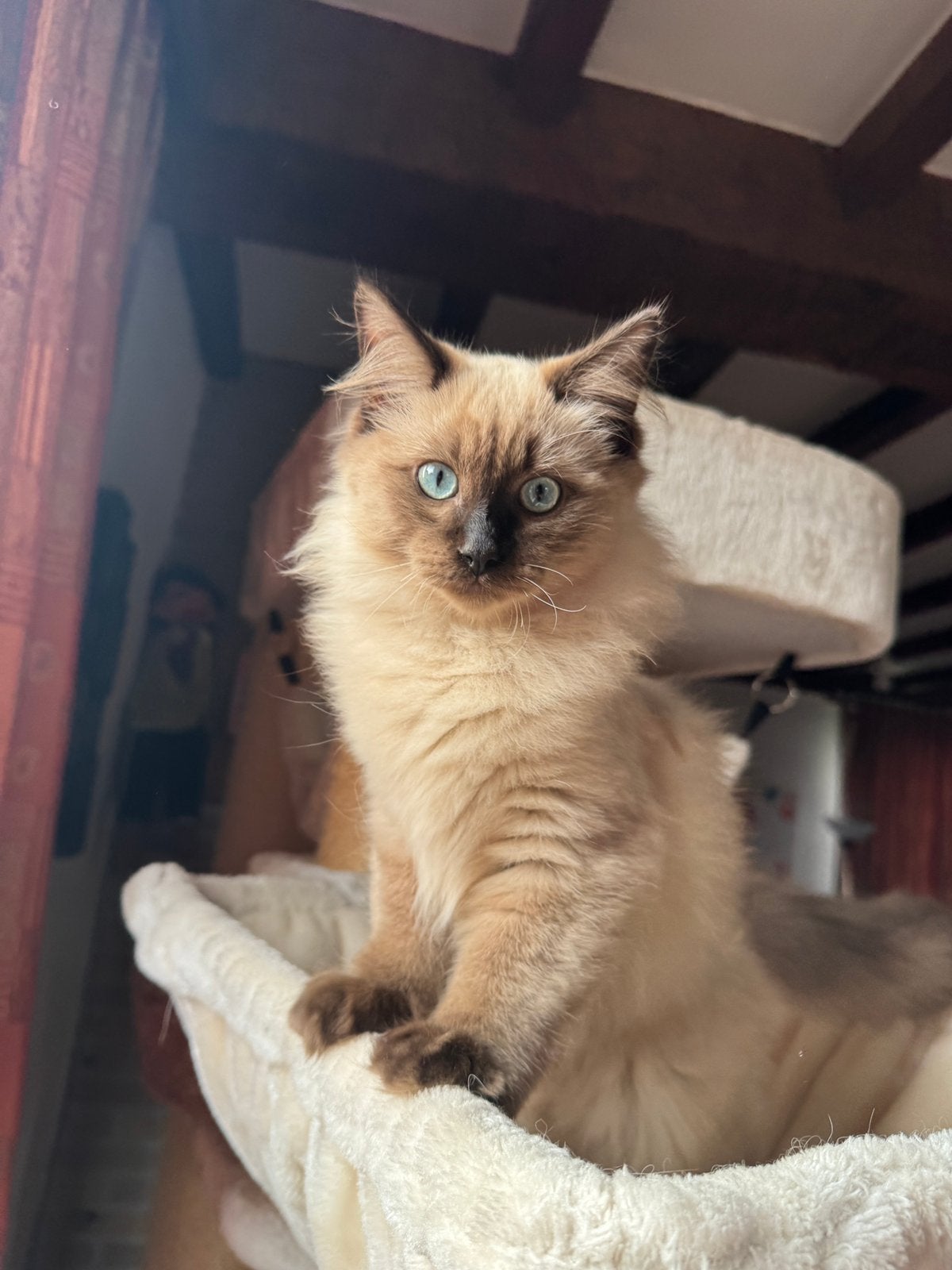 Ragdoll kitten met stamboom, Kater, Met stamboom, 0 tot 2 jaar