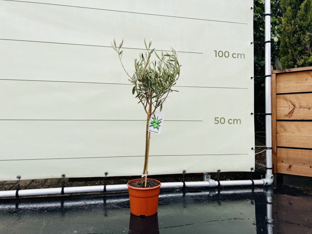 Olijfboom - Olea Europea - stamomvang 4-6 cm, Tuin en Terras