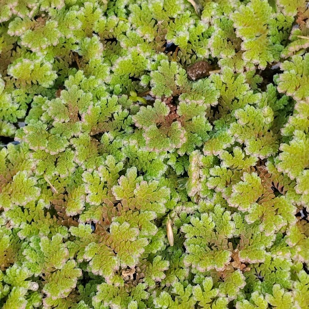 Azolla, winterharde drijver, Ophalen of Verzenden