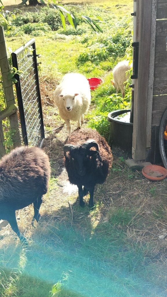 jong schaap, Mâle, Mouton, 0 à 2 ans