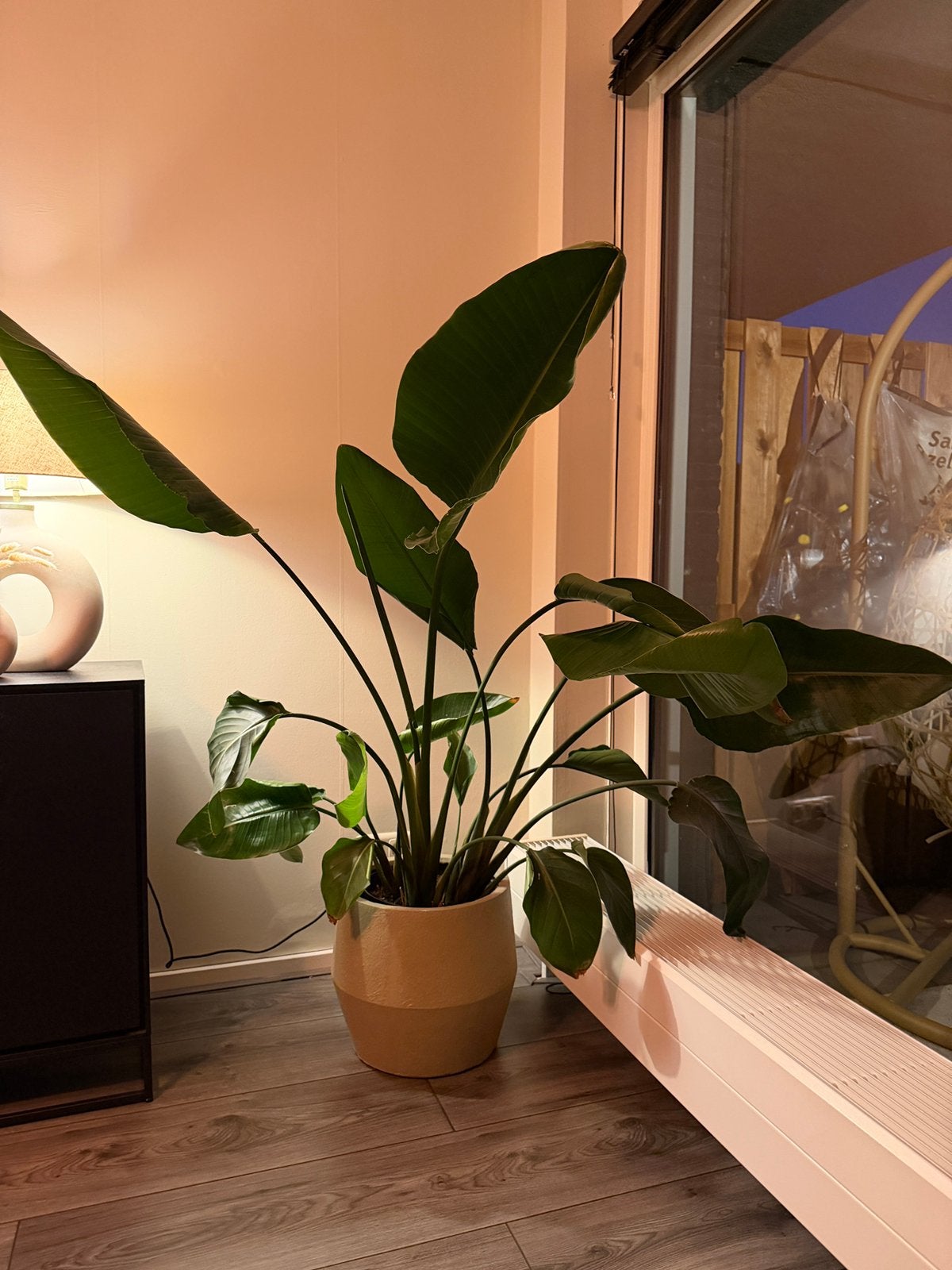 Grote Strelitzia - Unieke Vorm & Tropische Uitstraling, Groene kamerplant, Ophalen, Volle zon