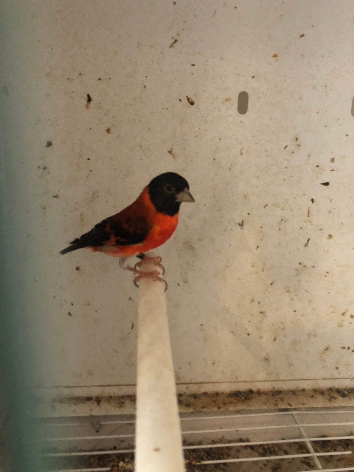 Tarin rouge a vendre, Animaux & Accessoires, Plusieurs animaux, Oiseau tropical
