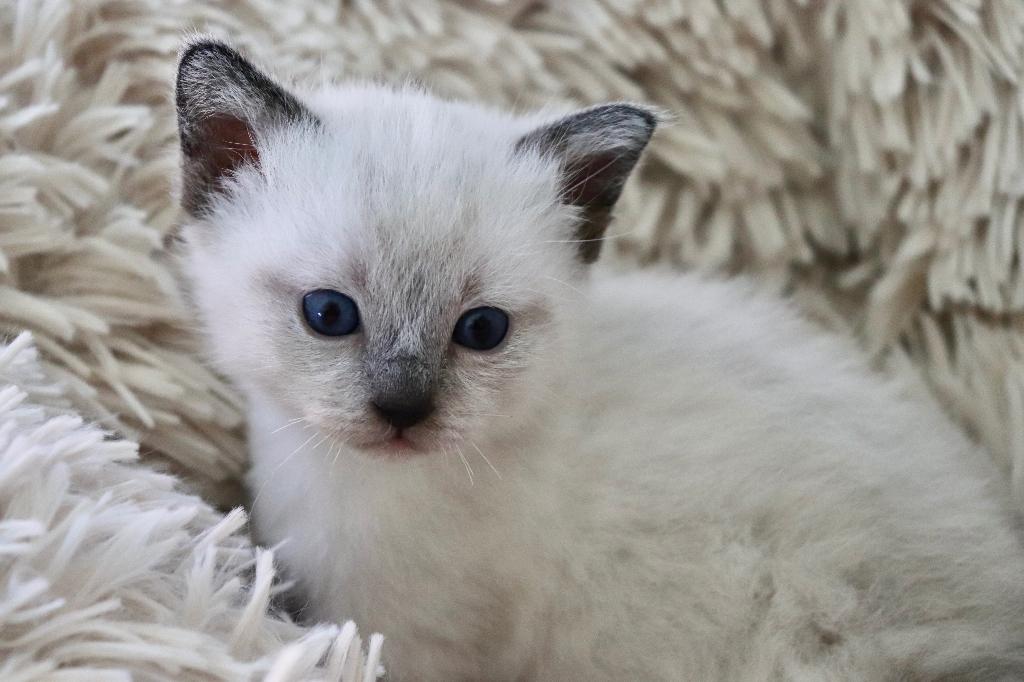 Siamese thai kittens met stamboom, Meerdere dieren, Met stamboom, 0 tot 2 jaar