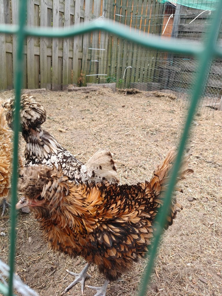 Padua krulveer hennen, Dieren en Toebehoren, Vrouwelijk