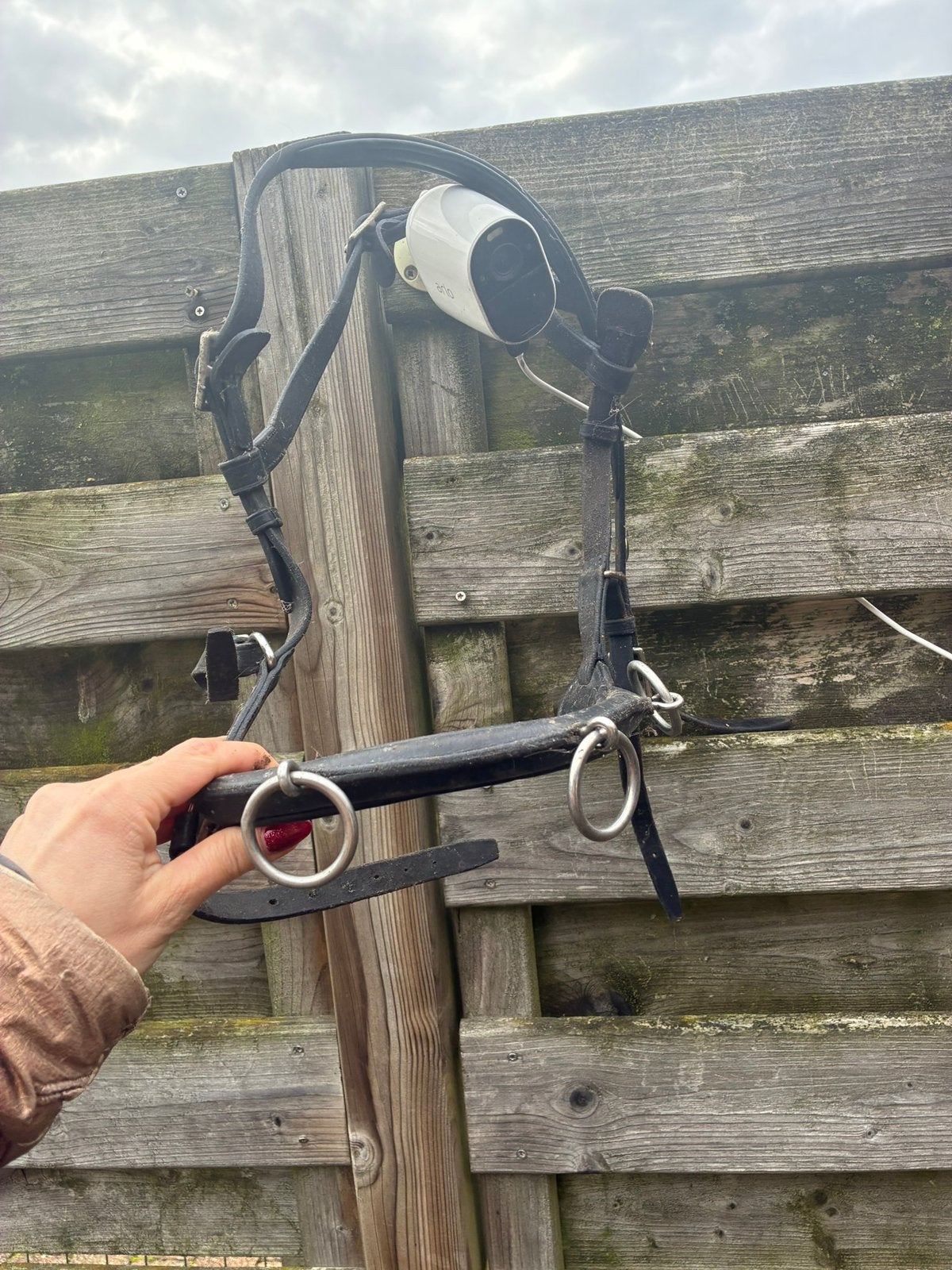 2 kaptooms maat full, Dieren en Toebehoren, Ophalen, Zo goed als nieuw, Full