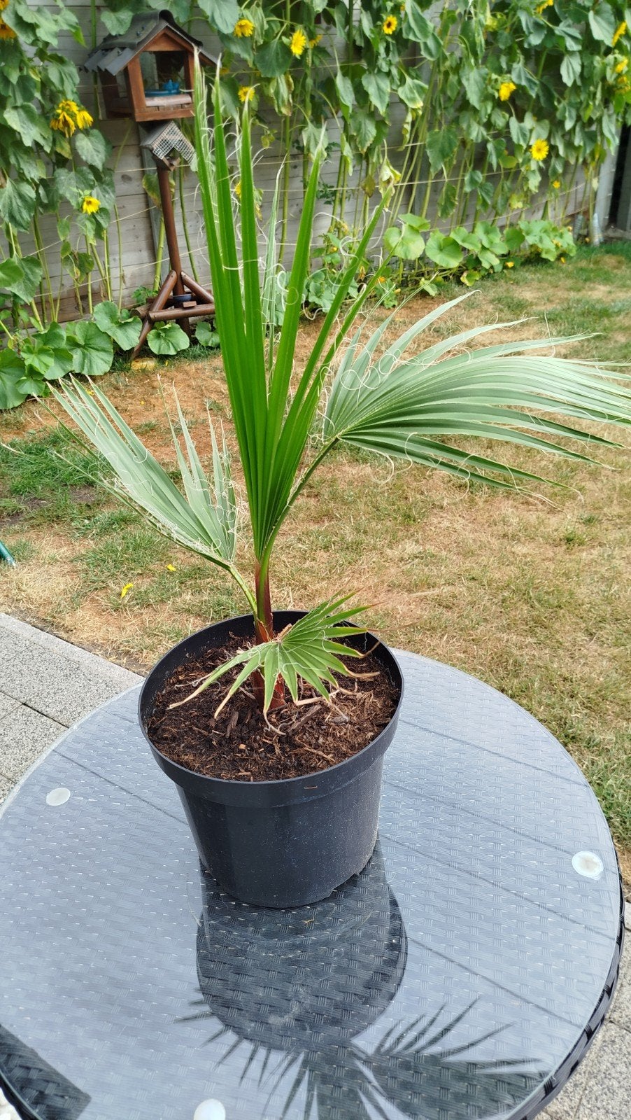 Palmboom Mexican fan palm, Ophalen, Palm