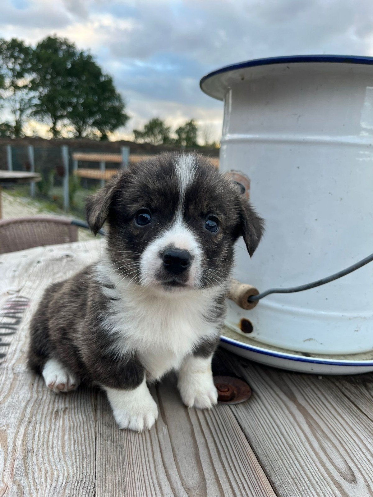 Prachtige Welsh Corgi pups zoeken een warme thuis, Autres races, 8 à 15 semaines, Plusieurs, Éleveur | Loisir