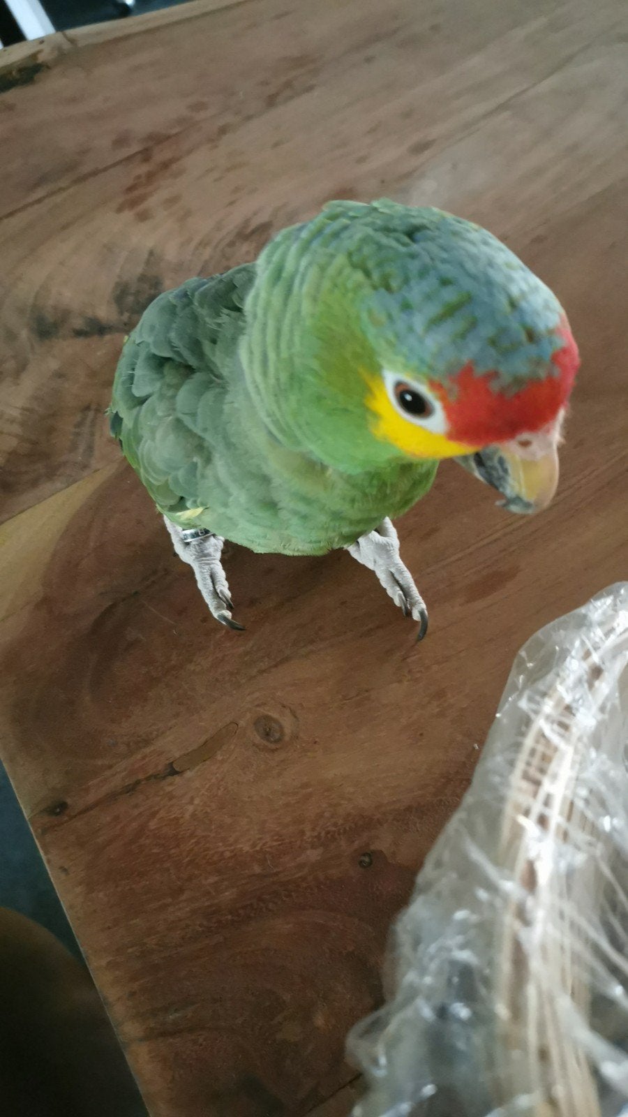 Amazone papegaai, Dieren en Toebehoren, Vogels | Parkieten en Papegaaien, Vrouwelijk, Papegaai, Tam