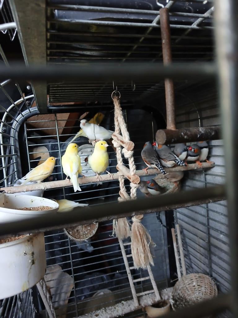 vogels - zebravinken - kanaries, Dieren en Toebehoren