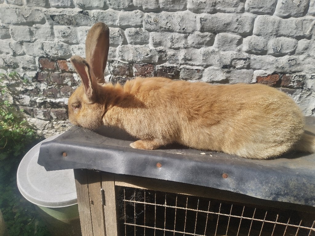 Hochet en forme de lapin