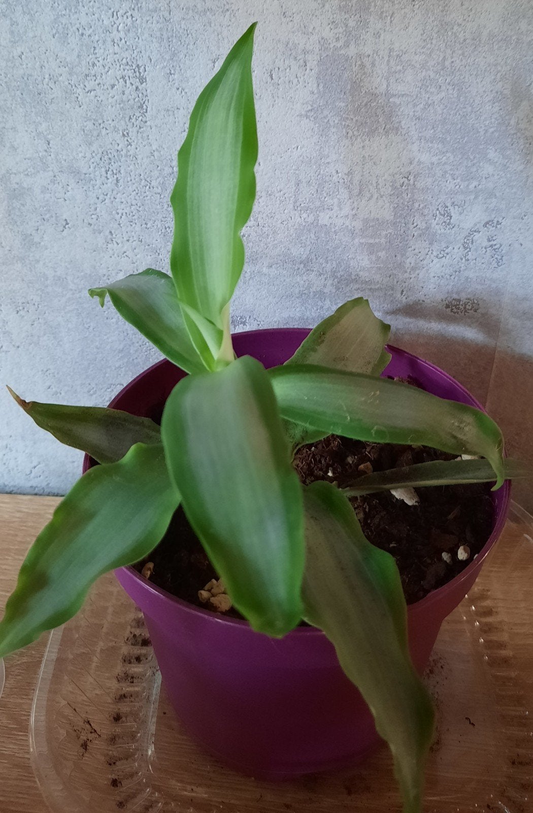 Callisia fragrans stekje, Maison & Meubles, Plantes d'intérieur, Plante succulente, En pot, Plante à fleurs, Moins de 100 cm