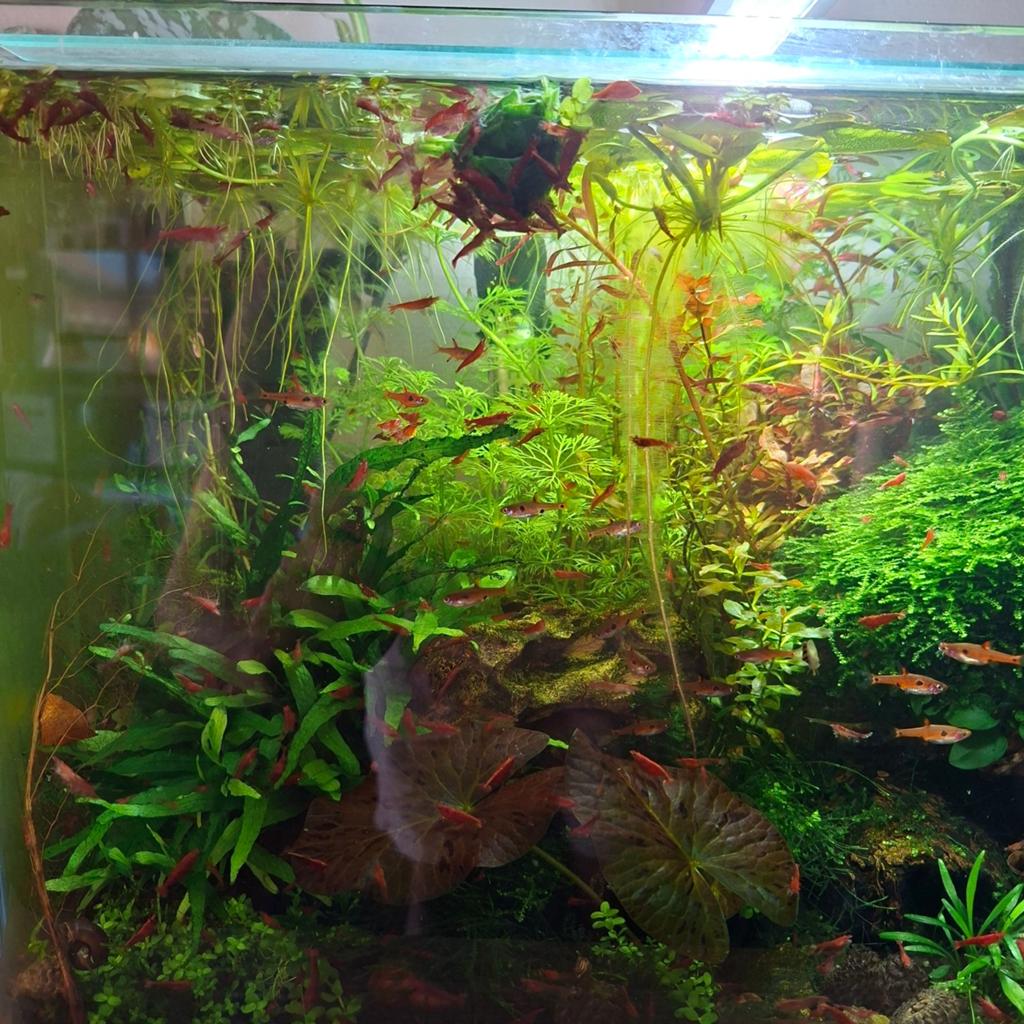 Mooie vuurgarnalen zoeken een nieuwe thuis!, Animaux & Accessoires, Poissons | Aquariums & Accessoires, Enlèvement