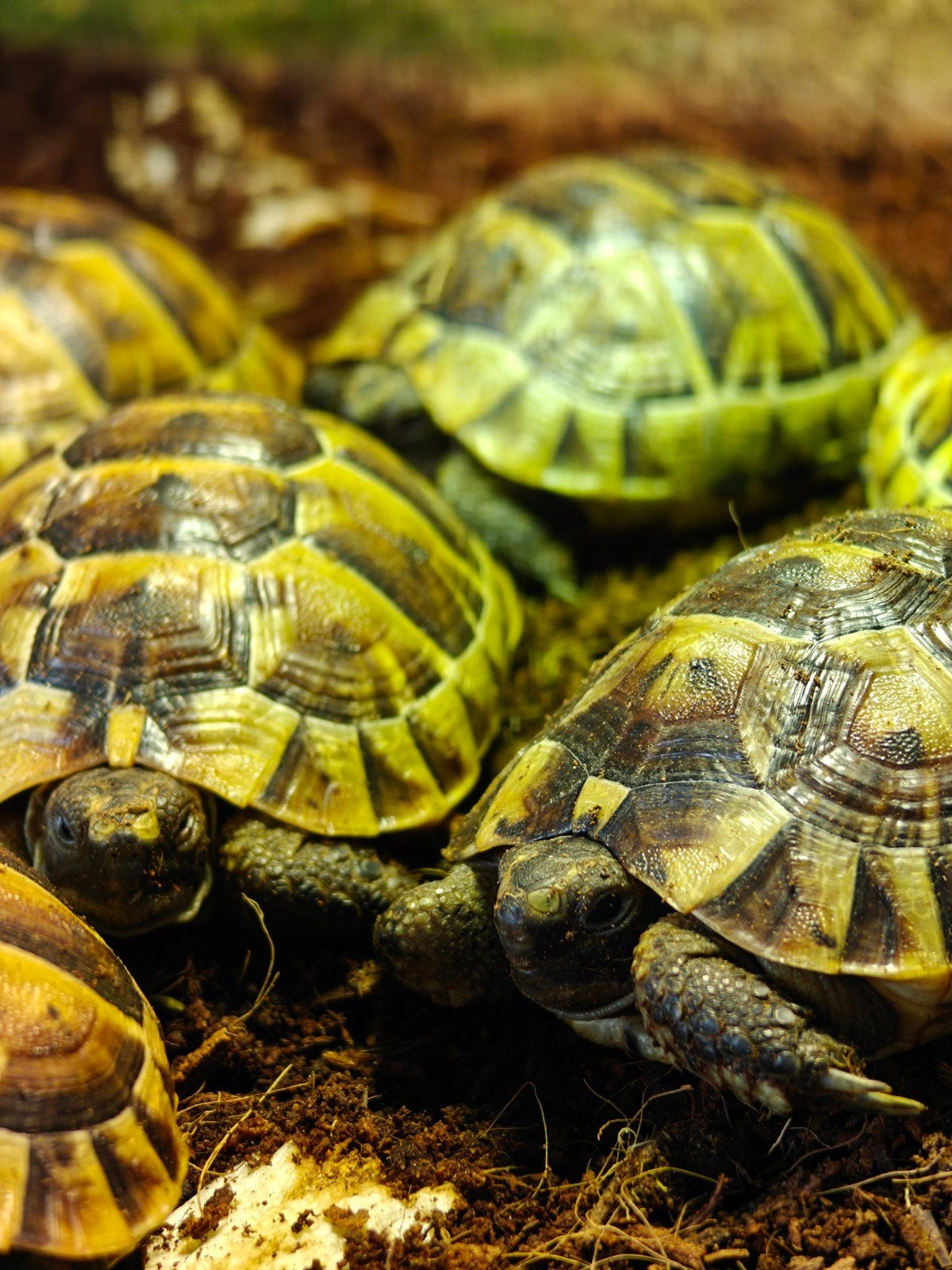 Testudo graeca ibera (laatste stuks!!), Dieren en Toebehoren