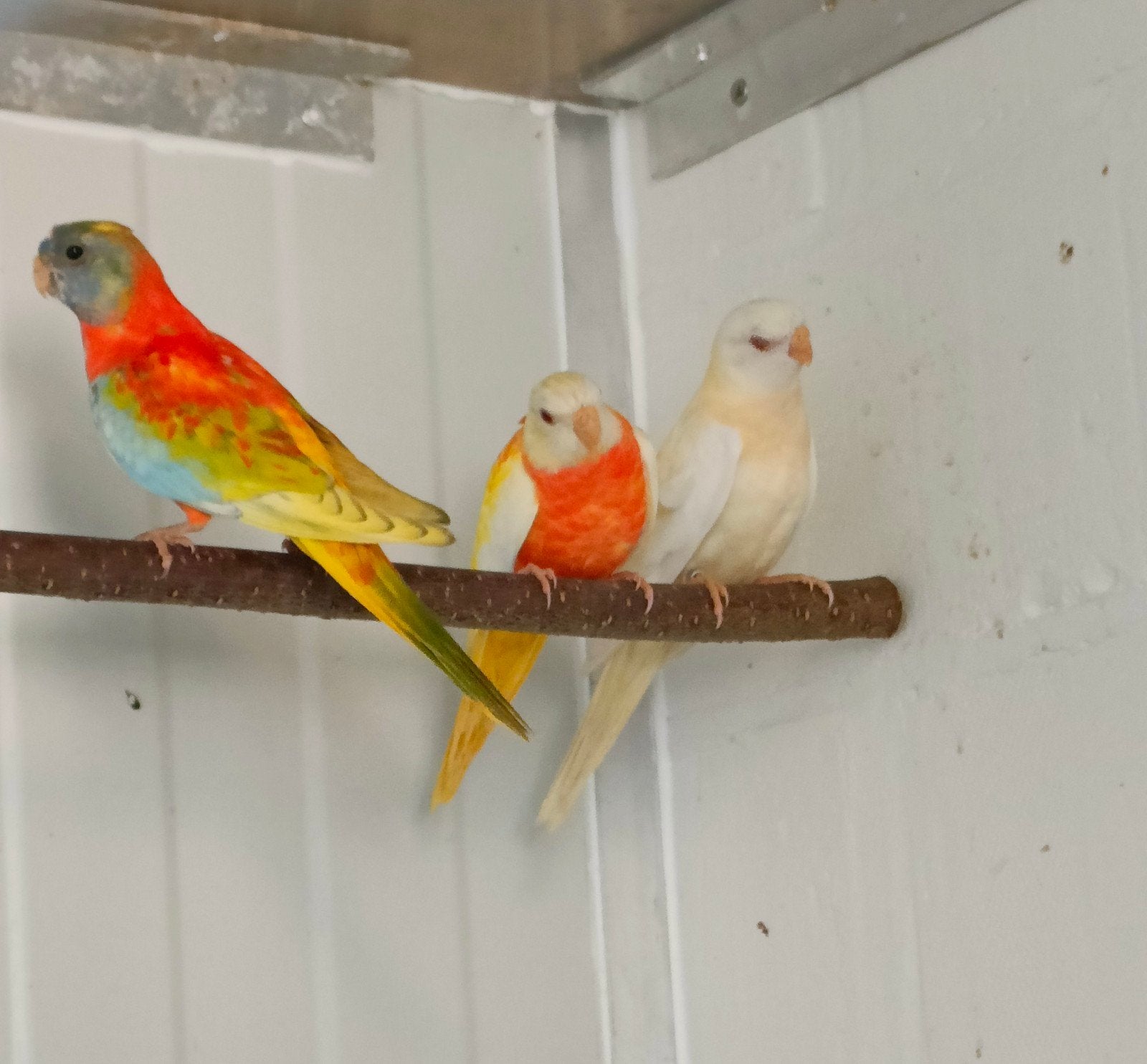 Splendid parkieten, Meerdere dieren, Parkiet, Geringd