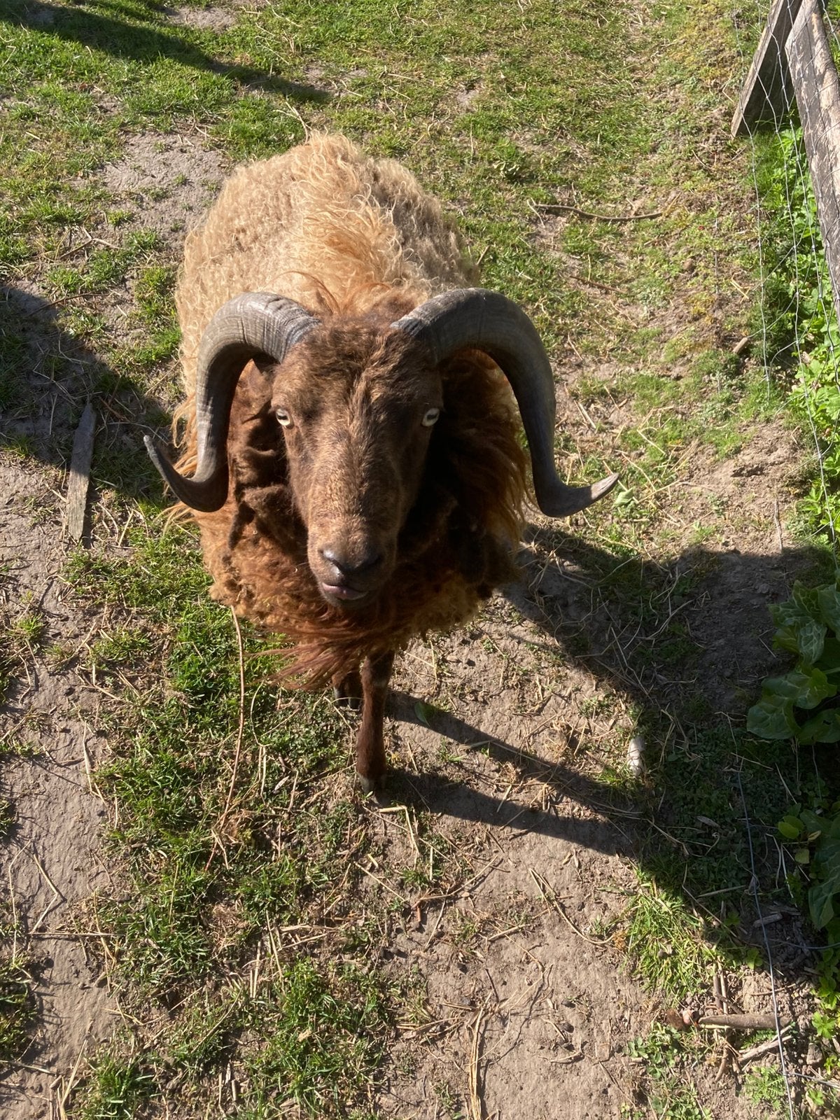 Ram 2 jaar ouessant quessant, Dieren en Toebehoren, Mannelijk, Schaap, 0 tot 2 jaar