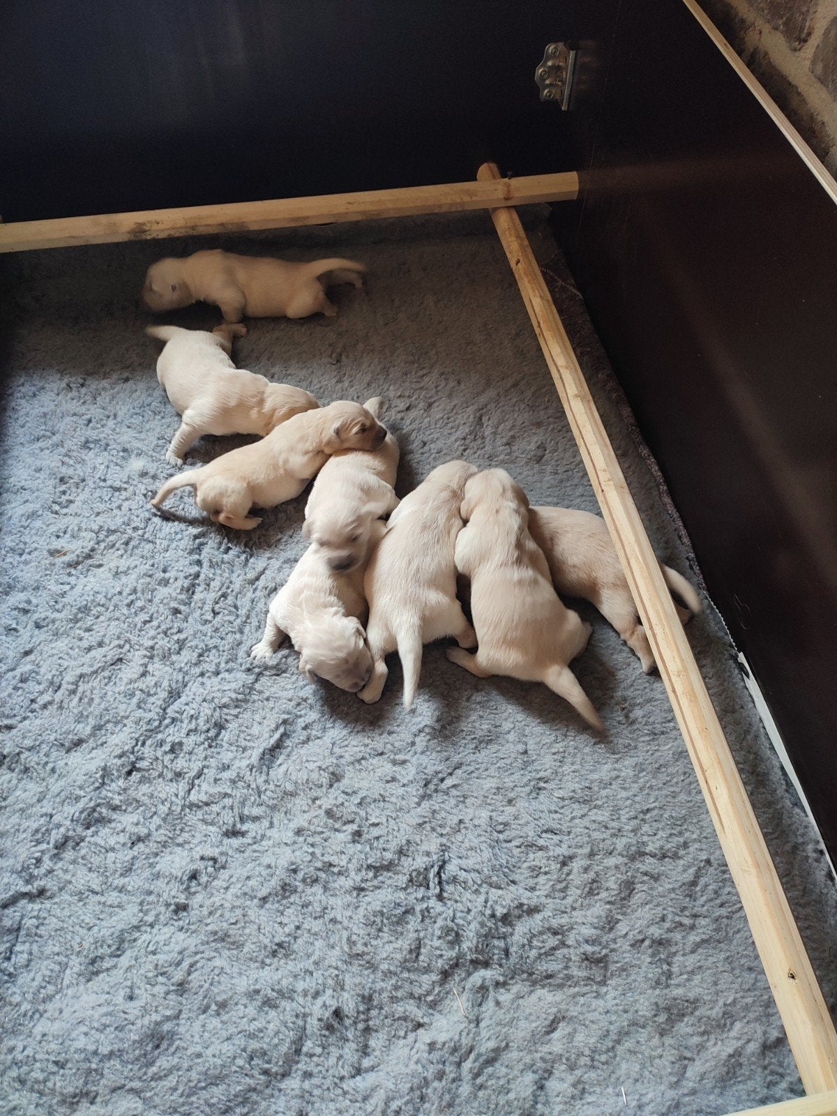 werpkist golden retriever, Ophalen