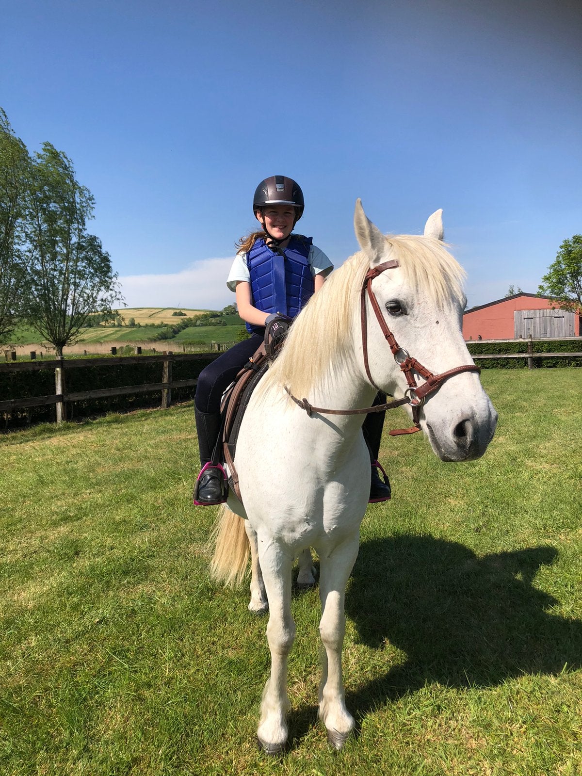18-jarige D-pony, B, 11 ans ou plus, Hongre, Poney de récréation