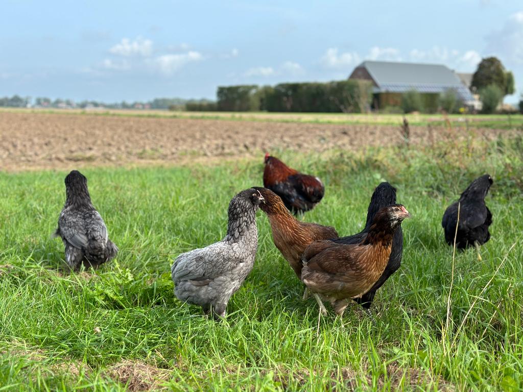 Jonge tamme Araucana kippen gesekst en ingeënt, Femelle, Poule ou poulet