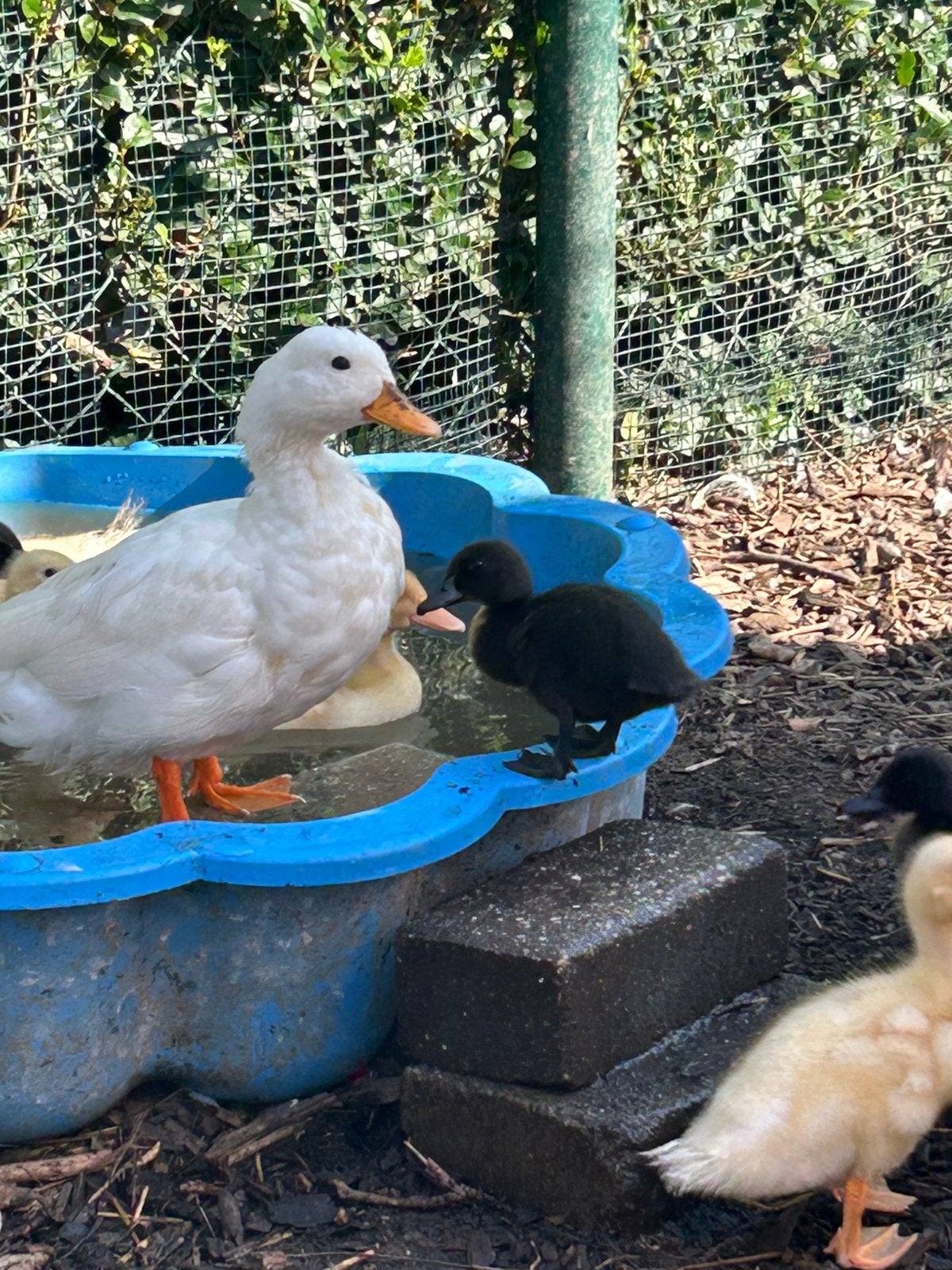 3 kuikens te koop, Sexe inconnu, Canard