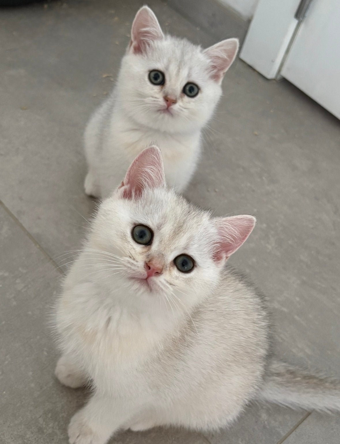 Pure British shortaire, Animaux & Accessoires, Chats & Chatons | Chats de race | Poil ras, Plusieurs animaux, 0 à 2 ans, Avec pedigree