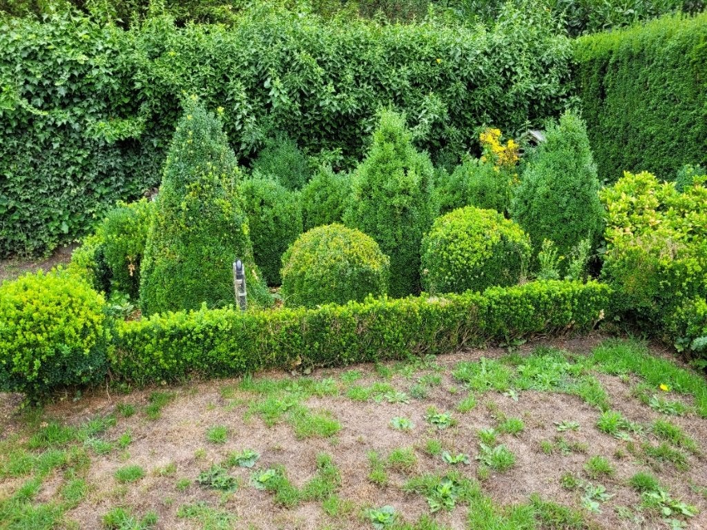 Buxus bollen en pyramides, Tuin en Terras, Ophalen, Buxus