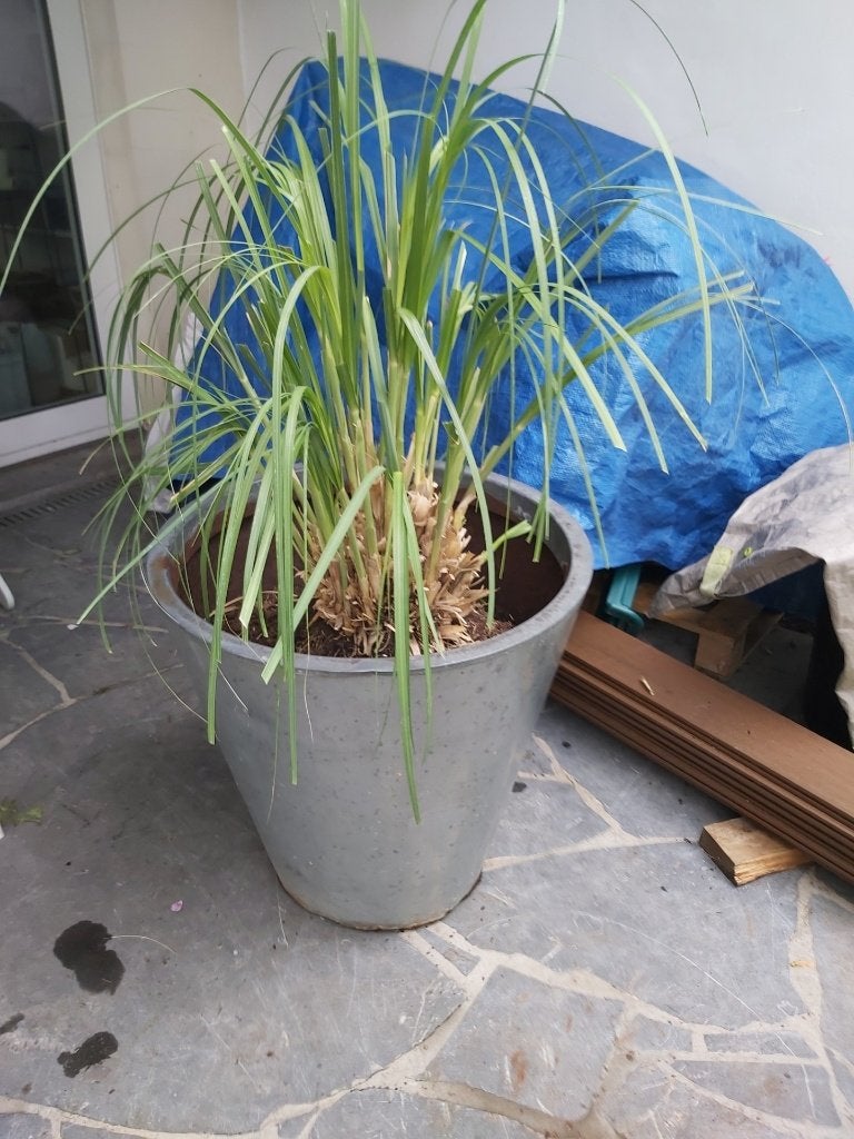 Plant + pot GRATIS, Ophalen