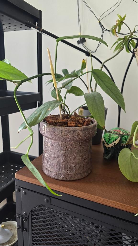 Scindapsus pictus snijden (zilveren pothos), Huis en Inrichting, Kamerplanten, Groene kamerplant, Ophalen