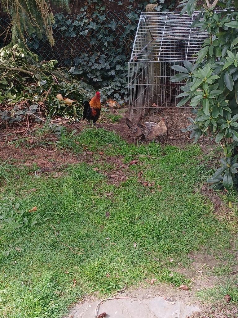 Broedeieren belgische kriel, Dieren en Toebehoren, Pluimvee