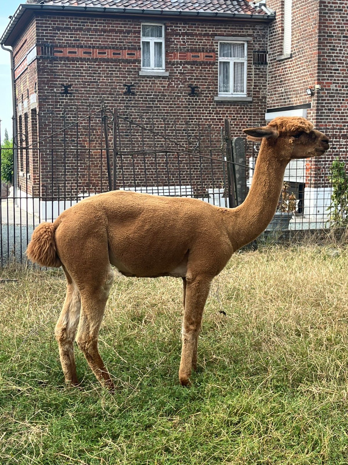 Alpaca dekhengst, Août, Mâle