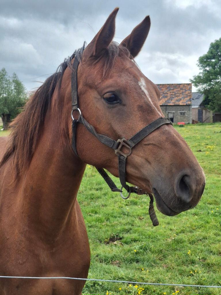 Springpaarden uit zeer goede spring stammen, Jument