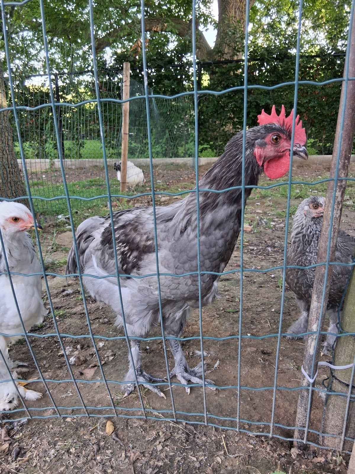 Coq marron doux, Animaux & Accessoires, Volatiles, Mâle, Poule ou poulet