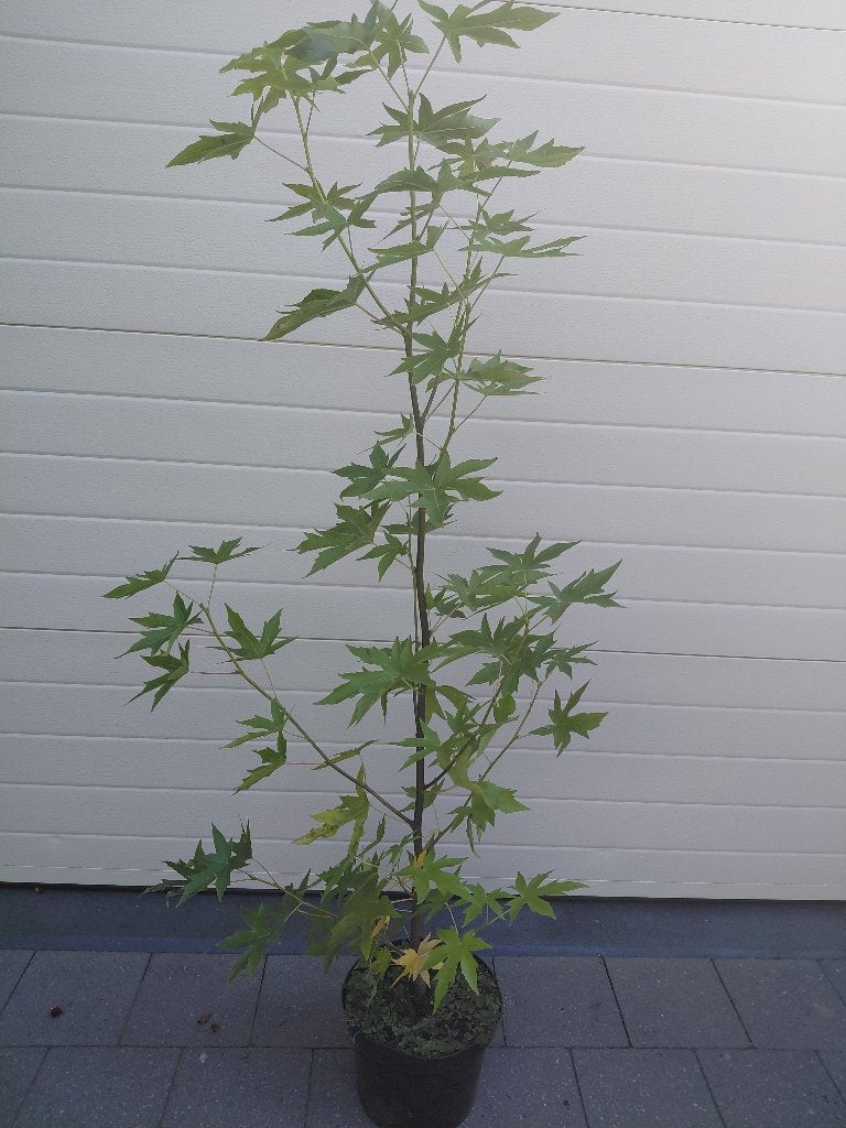 Liquidambar Worplesdon, Tuin en Terras, Ophalen, Halfschaduw