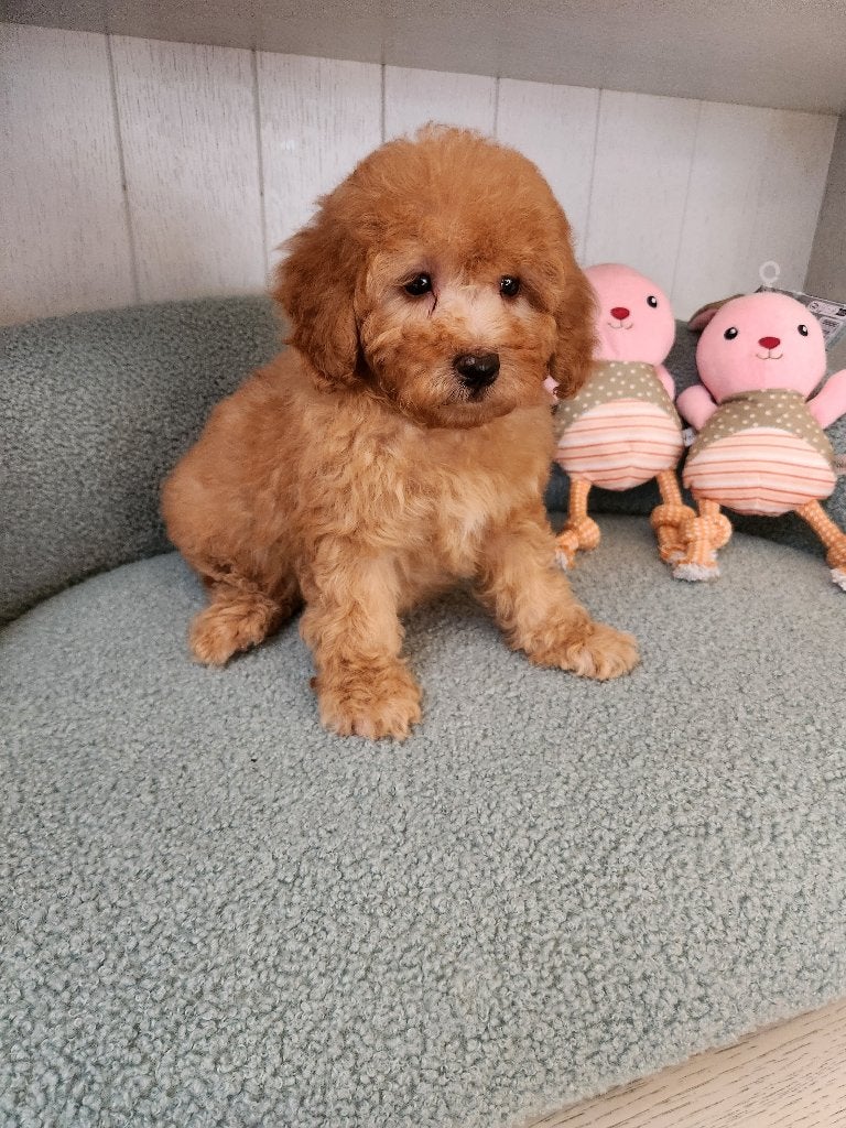 Maltipoo pups, Dieren en Toebehoren, België, CDV (hondenziekte), 8 tot 15 weken, Meerdere